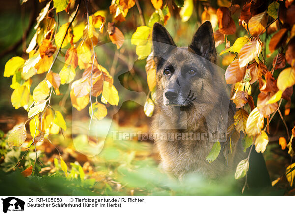 Deutscher Schferhund Hndin im Herbst / RR-105058