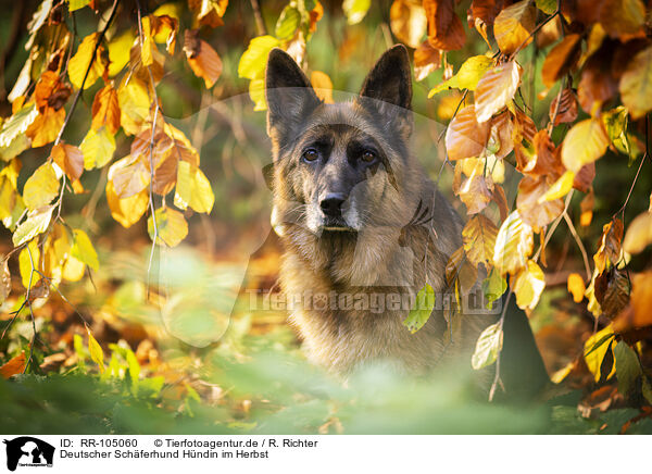 Deutscher Schferhund Hndin im Herbst / RR-105060