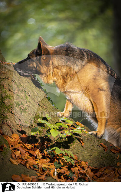 Deutscher Schferhund Hndin im Herbst / female German Shepherd in autumn / RR-105063