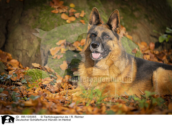 Deutscher Schferhund Hndin im Herbst / female German Shepherd in autumn / RR-105065
