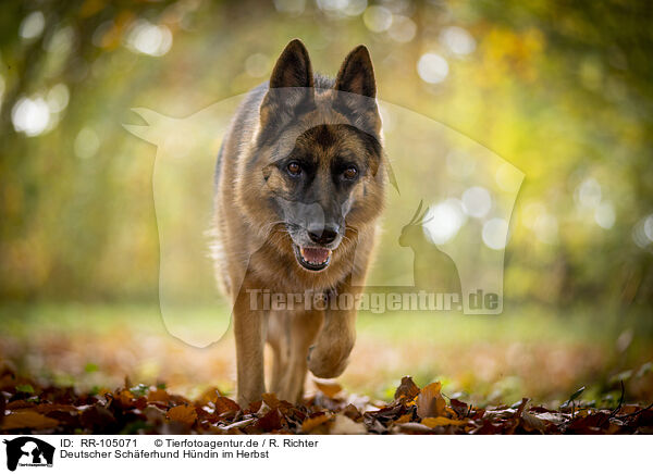 Deutscher Schferhund Hndin im Herbst / RR-105071