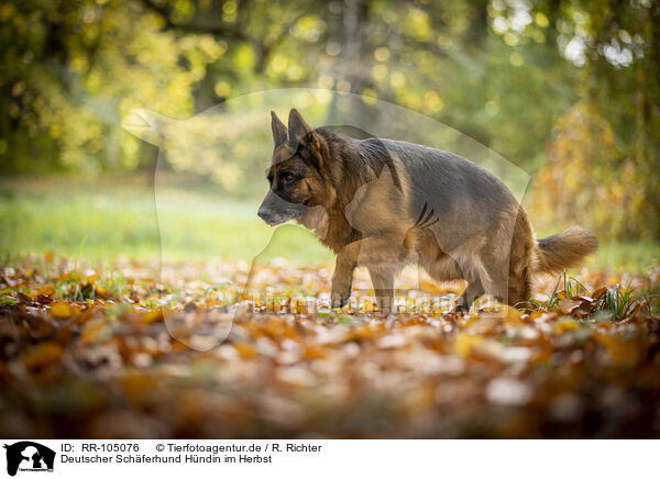 Deutscher Schferhund Hndin im Herbst / RR-105076