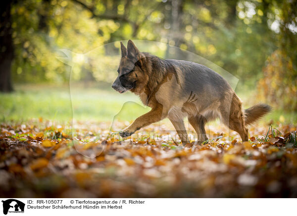 Deutscher Schferhund Hndin im Herbst / RR-105077