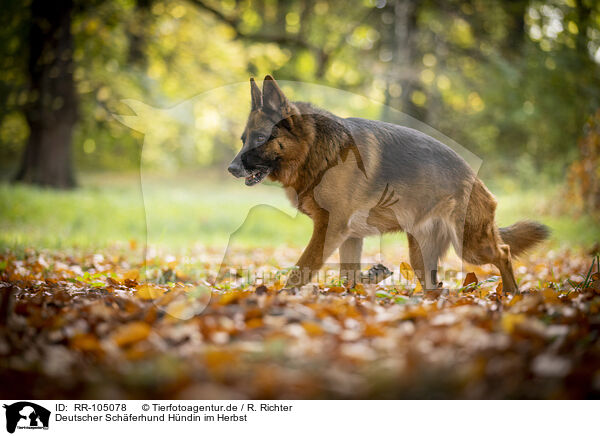 Deutscher Schferhund Hndin im Herbst / RR-105078