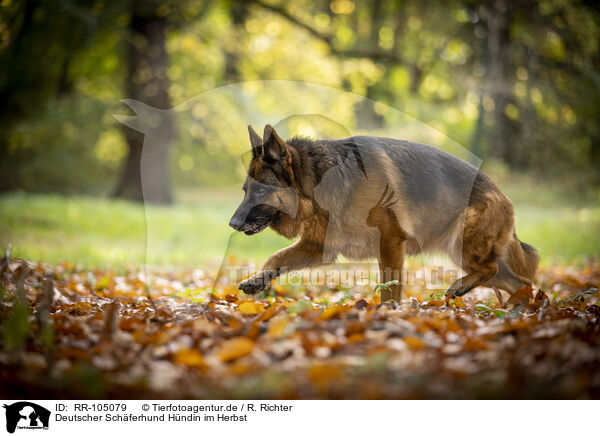 Deutscher Schferhund Hndin im Herbst / RR-105079