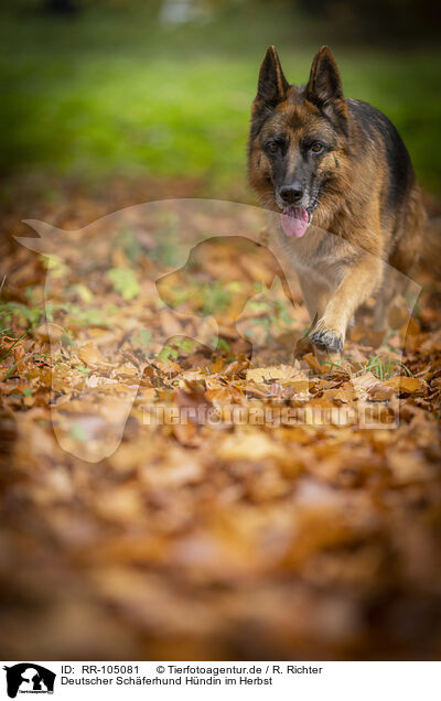 Deutscher Schferhund Hndin im Herbst / RR-105081