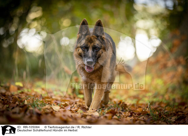Deutscher Schferhund Hndin im Herbst / RR-105084