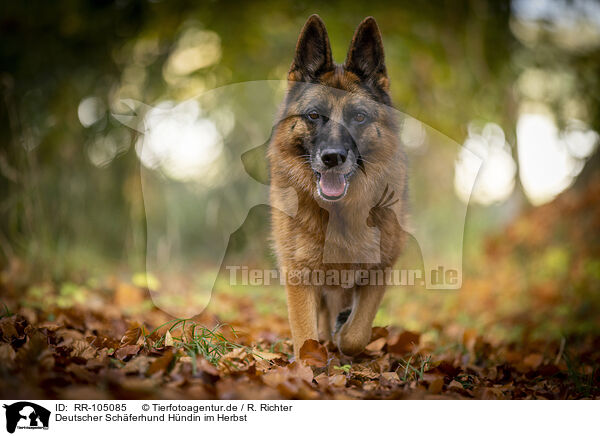 Deutscher Schferhund Hndin im Herbst / RR-105085