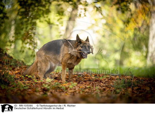 Deutscher Schferhund Hndin im Herbst / female German Shepherd in autumn / RR-105090