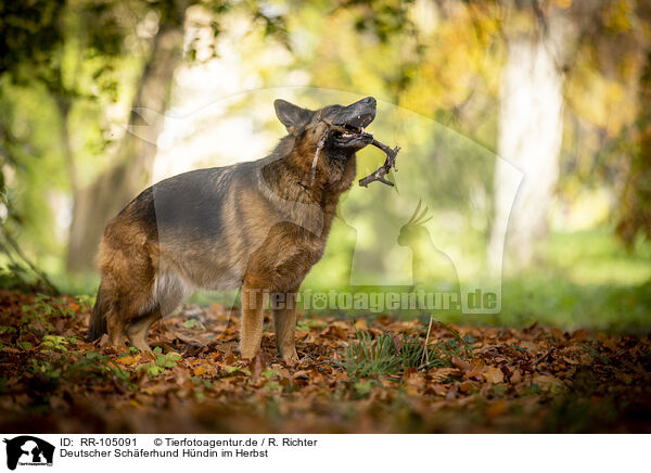 Deutscher Schferhund Hndin im Herbst / RR-105091
