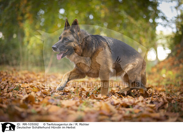 Deutscher Schferhund Hndin im Herbst / RR-105092