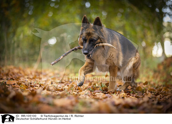 Deutscher Schferhund Hndin im Herbst / RR-105100