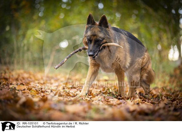 Deutscher Schferhund Hndin im Herbst / RR-105101
