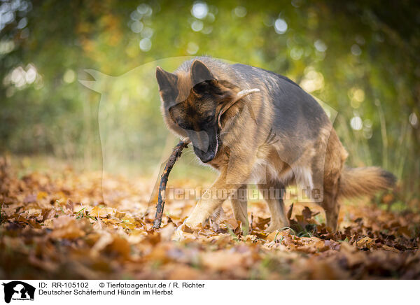 Deutscher Schferhund Hndin im Herbst / RR-105102