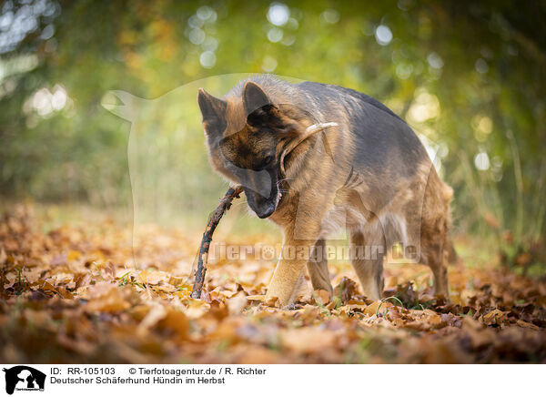Deutscher Schferhund Hndin im Herbst / RR-105103