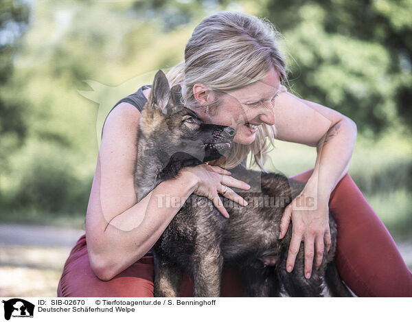 Deutscher Schferhund Welpe / German Shepherd Puppy / SIB-02670