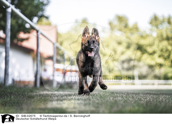 Deutscher Schferhund Welpe / German Shepherd Puppy / SIB-02675