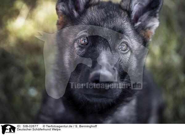 Deutscher Schferhund Welpe / SIB-02677