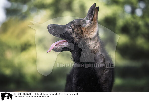Deutscher Schferhund Welpe / German Shepherd Puppy / SIB-02679