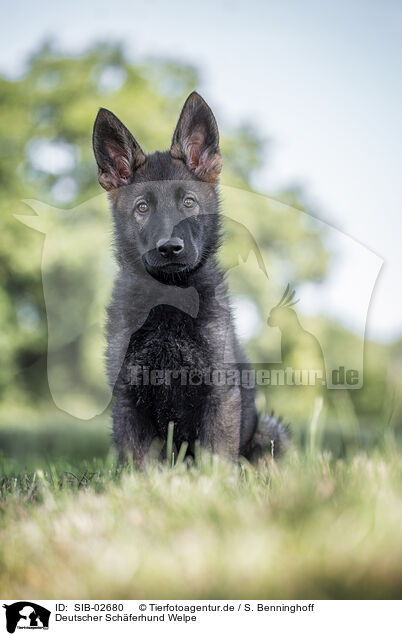 Deutscher Schferhund Welpe / German Shepherd Puppy / SIB-02680