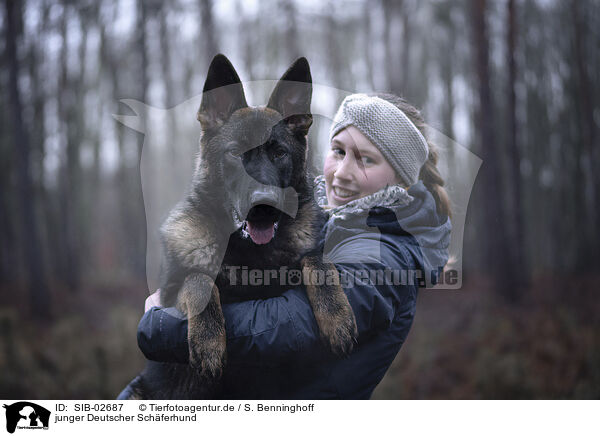 junger Deutscher Schferhund / young German Shepherd / SIB-02687