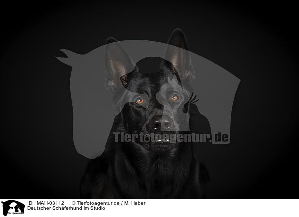 Deutscher Schferhund im Studio / German Shepherd in Studio / MAH-03112