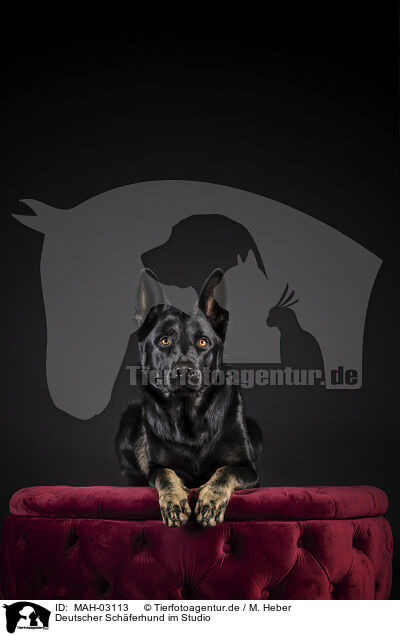 Deutscher Schferhund im Studio / German Shepherd in Studio / MAH-03113