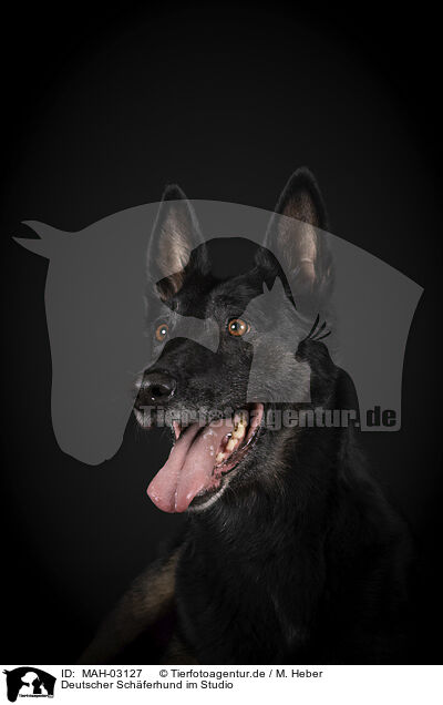Deutscher Schferhund im Studio / MAH-03127