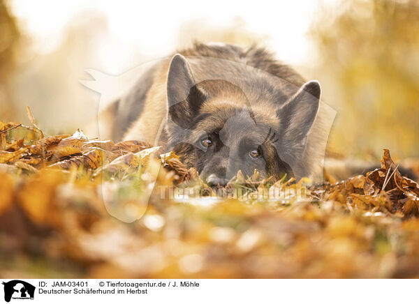 Deutscher Schferhund im Herbst / JAM-03401