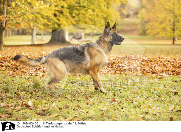 Deutscher Schferhund im Herbst / JAM-03406