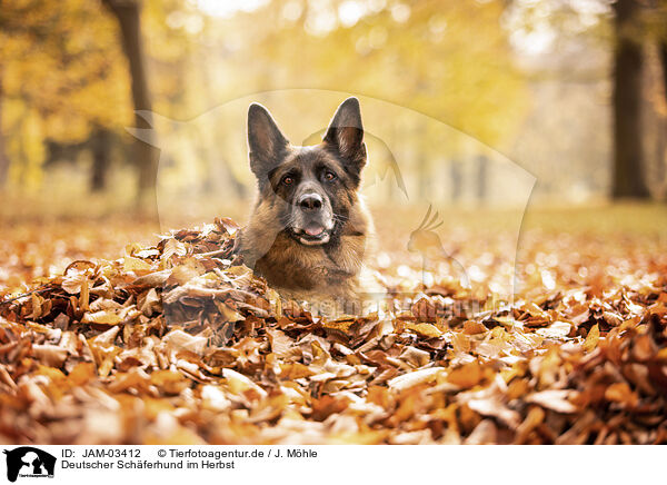 Deutscher Schferhund im Herbst / JAM-03412