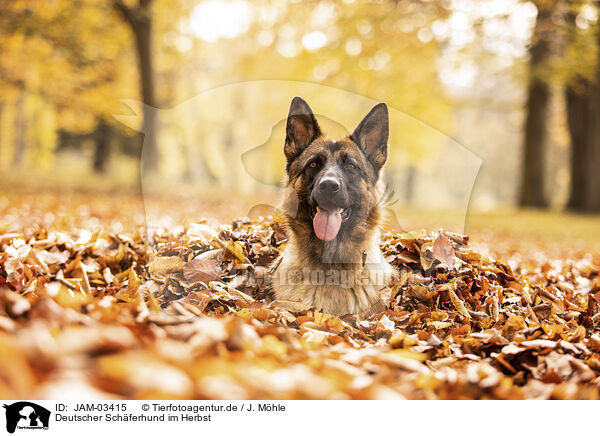 Deutscher Schferhund im Herbst / JAM-03415