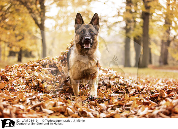 Deutscher Schferhund im Herbst / JAM-03419