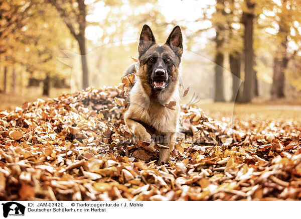 Deutscher Schferhund im Herbst / JAM-03420
