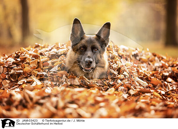Deutscher Schferhund im Herbst / JAM-03423