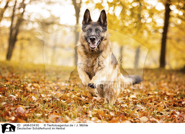 Deutscher Schferhund im Herbst / JAM-03430