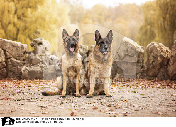 Deutsche Schferhunde im Herbst / JAM-03437