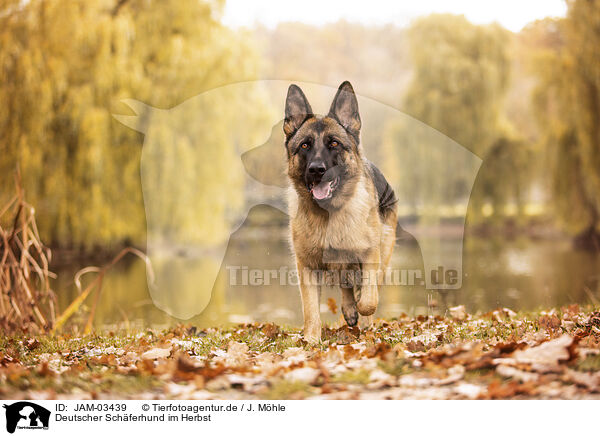 Deutscher Schferhund im Herbst / JAM-03439