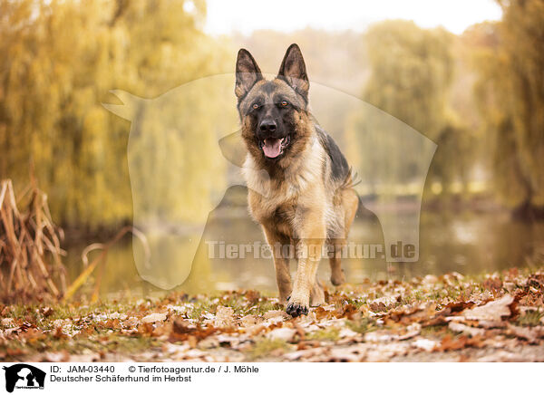 Deutscher Schferhund im Herbst / JAM-03440