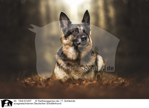 ausgewachsener Deutscher Schferhund / TAS-01207