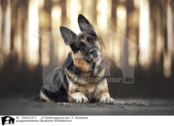 ausgewachsener Deutscher Schferhund / TAS-01211