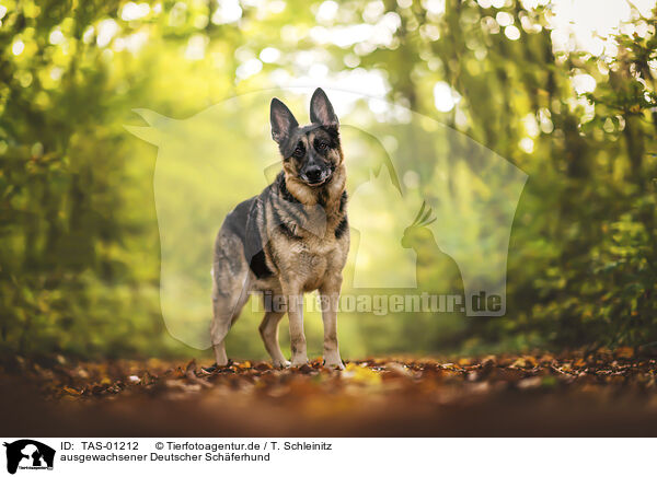 ausgewachsener Deutscher Schferhund / TAS-01212