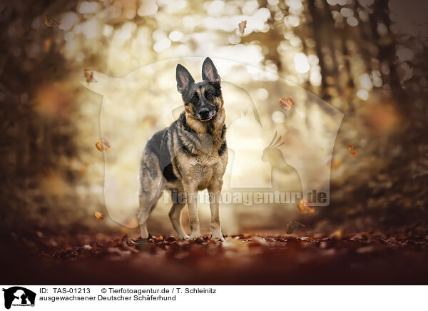 ausgewachsener Deutscher Schferhund / TAS-01213