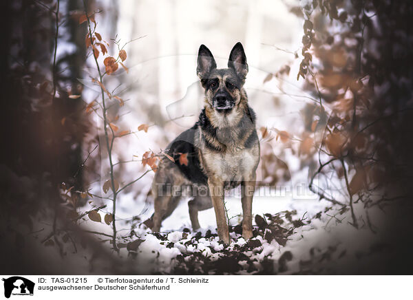 ausgewachsener Deutscher Schferhund / TAS-01215