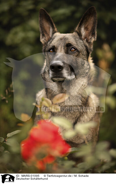 Deutscher Schferhund / MARS-01095