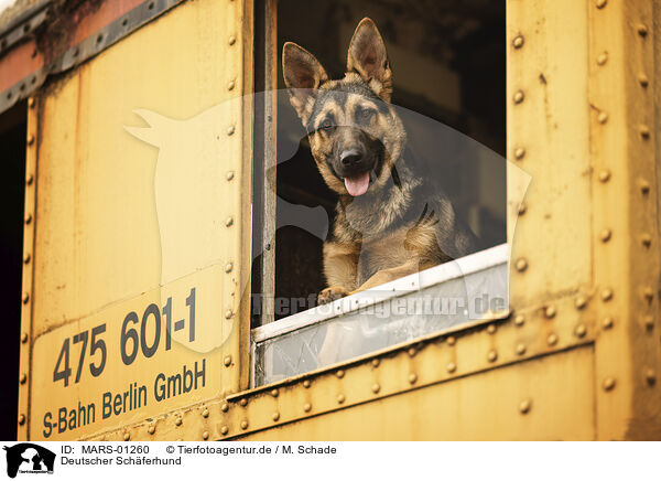 Deutscher Schferhund / MARS-01260