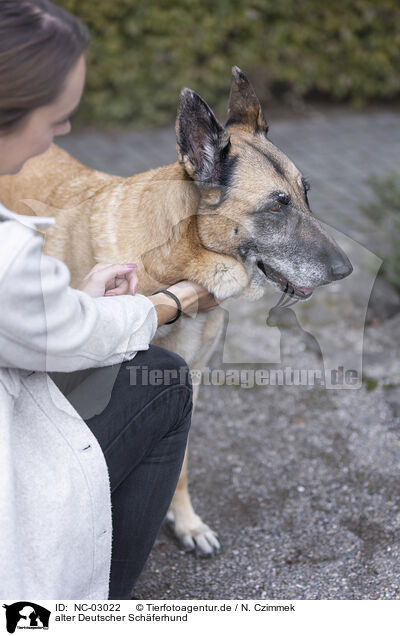 alter Deutscher Schferhund / old German Shepherd / NC-03022