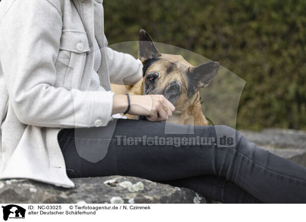 alter Deutscher Schferhund / old German Shepherd / NC-03025