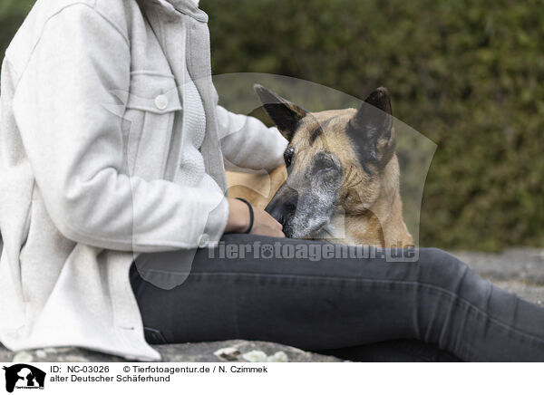 alter Deutscher Schferhund / old German Shepherd / NC-03026