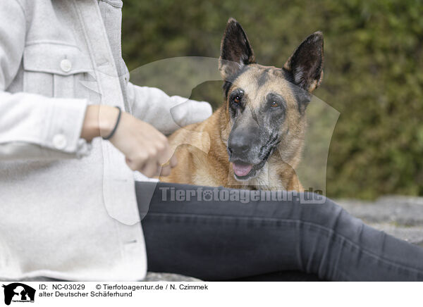 alter Deutscher Schferhund / old German Shepherd / NC-03029